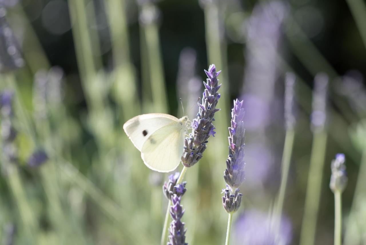 Koules Estate, Simplicity & Natural, By Thinkvilla Argouli Bagian luar foto